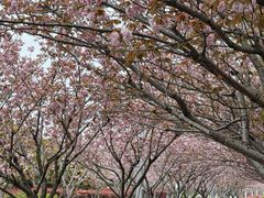 -高东镇樱花园