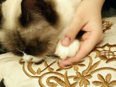 -猫色咖啡·猫咖
