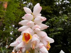 -中国科学院华南植物园