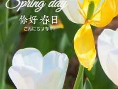 -顾村公园