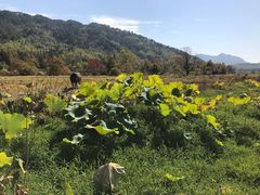 -塔川景区