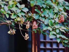 -巡塘古镇