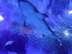 -海合安武汉极地海洋公园