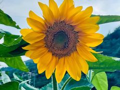 -武陵山森林公园