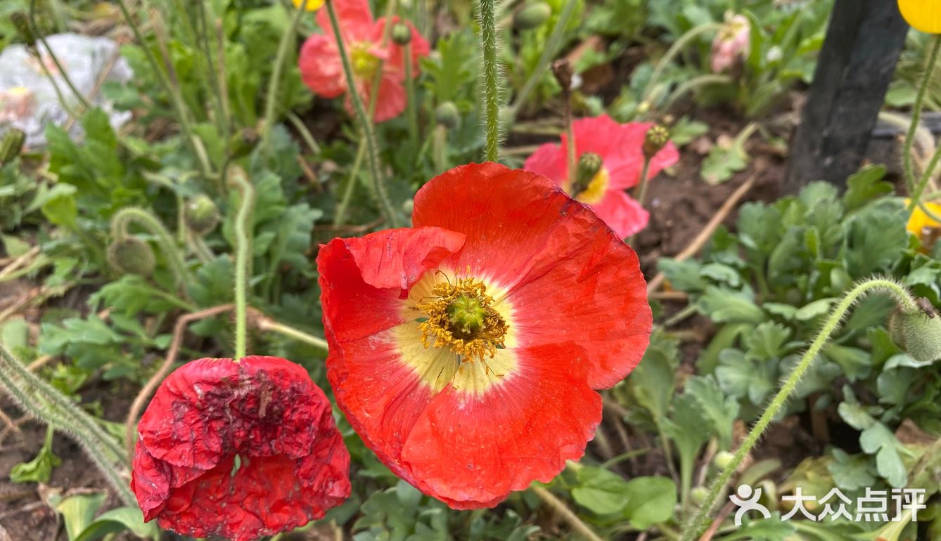 花都开好了，就等你来