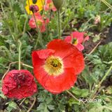 花都开好了，就等你来