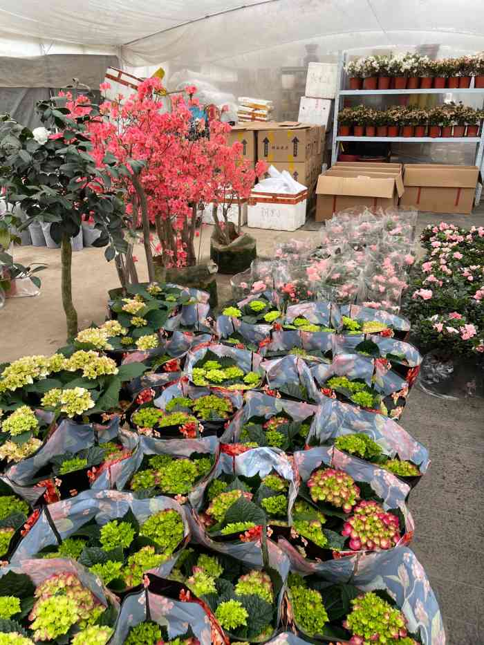 龙大花市-"龙大花市,位于佛罗伦萨小镇旁边,杨浦开过.