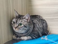 -纳吉亚猫专科动物医院(康都外科中心)
