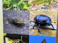 -上海昆虫博物馆