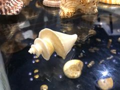 -青岛贝壳博物馆