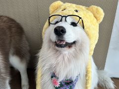 -星多哈·狗咖·拼豆·咖啡