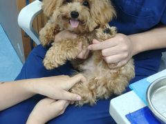 -博特宠物医院24h犬猫全科.骨科·异宠