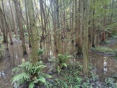 -桤木河湿地公园