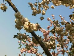 android_upload_pic-新江湾城公园