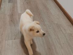 -柴迷FANS CLUB·柴犬狗咖·猫咖