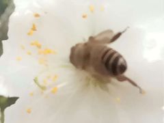 -南国桃园旅游度假区