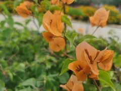 -东南花都花博园
