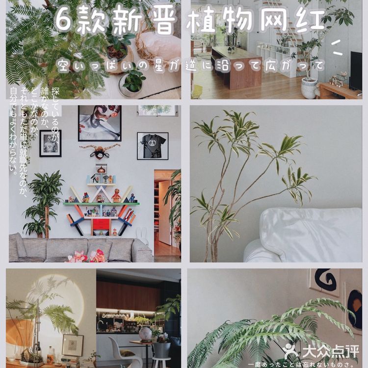从不用拼夕夕的我，为了这6款植物冲了！
