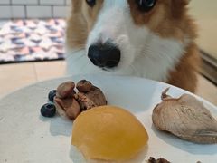-趣玩宠物乐园寄养训犬训狗游泳池