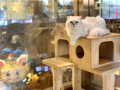 -more than meow吴止猫主题餐厅(承德 中船汇店)