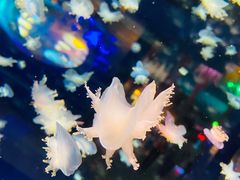 -太平洋海底世界