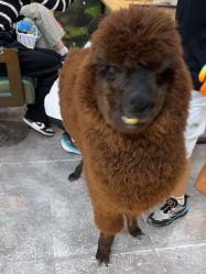-神奇动物撸宠馆·羊驼·小浣熊·异宠(豫园店)