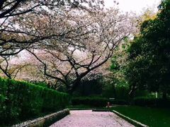 -武汉大学-樱园