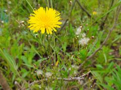 -春花秋色城市公园