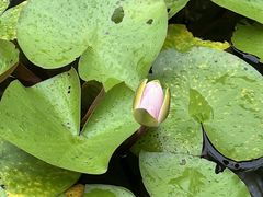 -昆山城市生态森林公园