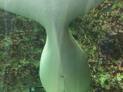 -悉尼海洋生物水族馆
