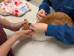 -瑞派康怡24h宠物医院·犬猫医疗中心·微创绝育(瑞景分院)