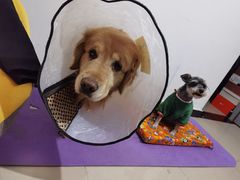 -宠福鑫康馨动物医院·骨科·眼科