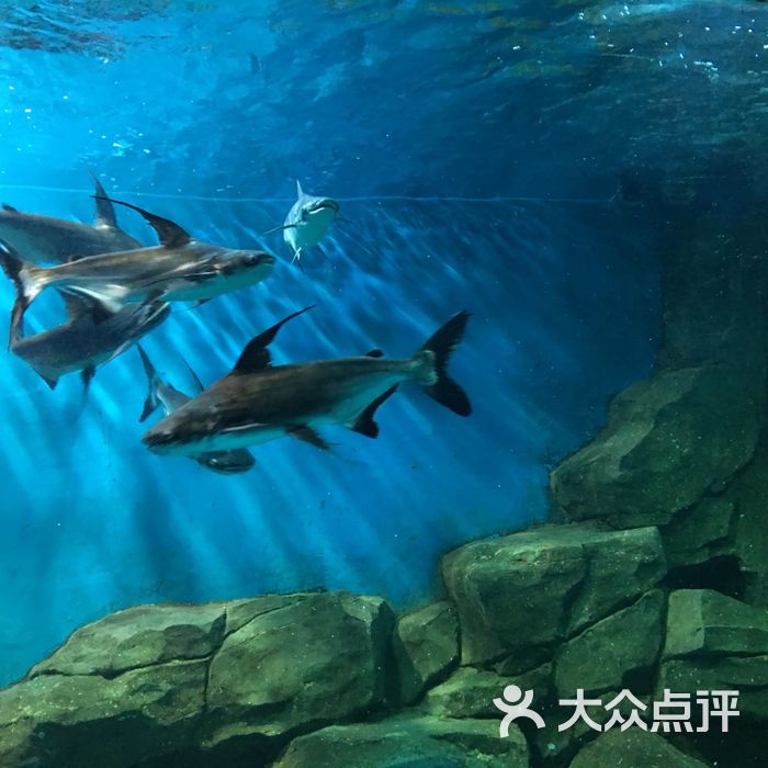 石家庄海悦天地海洋公园图片-北京海洋馆-大众点评网