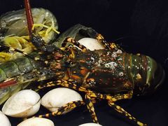 -真浪花园海鲜餐馆