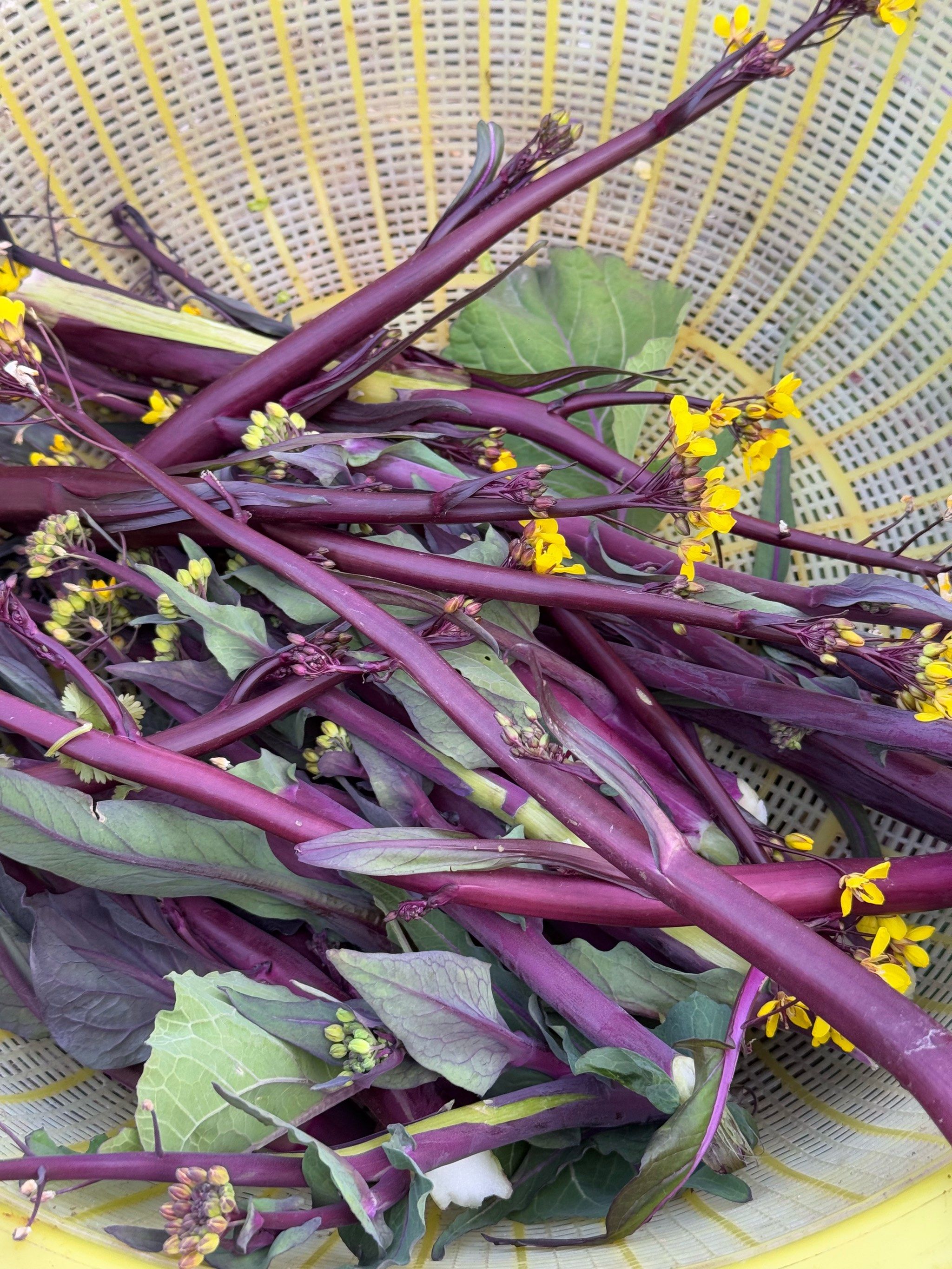 自己家种的菜苔