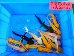 -溪岸路花鸟市场