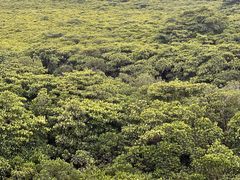 -东寨港红树林旅游区