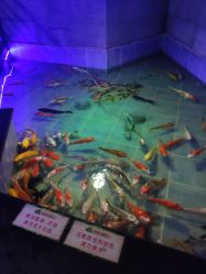 -未来动物城主题公园(正弘城店)