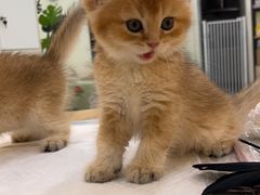 -柚子猫舍·精品猫舍购猫·猫咪认养·购宠·宠物店