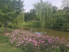 -鹅湖玫瑰文化园