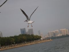 -深圳湾公园(南山区)