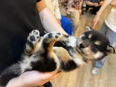 -南京Hallo宠物乐园·哈罗犬舍·柴犬繁育基地
