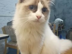 -猫色咖啡·猫咖