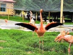 -哈尔滨北方森林动物园