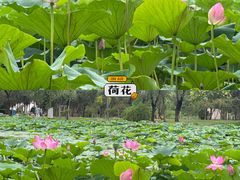 -桃花堤公园