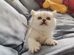 -翊宠yipet猫狗购宠庄园犬舍•猫舍