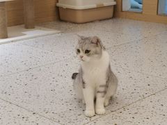 -猫域·湾主题猫咖·宠物吧(南坪城市广场店)