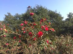 -邵阳沙角洞银杉森林公园