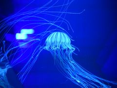 -西海国立公园九十九岛水族馆