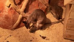 -Zoolung Zoolung动物主题公园(海信广场店)